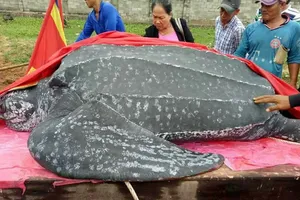 Chôn cất 'cụ' rùa khủng dài 3 m, nặng hơn nửa tấn