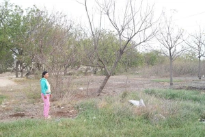 Nguyên nhân đất nhiễm mặn, cây chết tại Vĩnh Tân