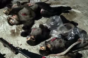 Bắt 2 người dùng súng bắn voọc trong vườn quốc gia