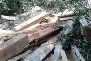 Hàng ngàn khối gỗ quý ở rừng Sông Lũy bị triệt hạ