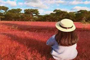 Sẽ phá rừng thông, đồi cỏ hồng tuyệt đẹp làm sân golf?