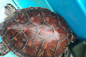 Facebook, đồi mồi và vây cá mập