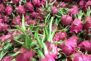 Khẩn cấp làm rõ thương lái TQ thao túng thanh long