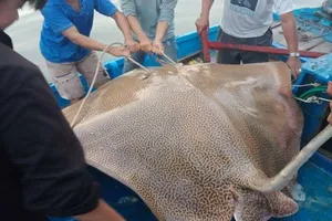 Câu được cá đuối khổng lồ trên biển Phan Thiết