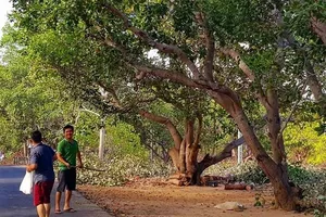 Giải trình vụ chuyển thổ cư 8.400 m2 chỉ đóng 196.000 đồng