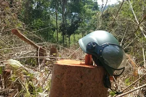 Công an đi kiểm tra vụ phá rừng trên đồi Kumagai