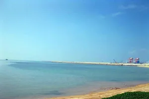 Cá chết hàng loạt tại Vĩnh Tân