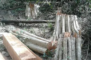 Bình Thuận yêu cầu xử nghiệm vụ phá 266 m3 gỗ ở rừng Sông Lũy 