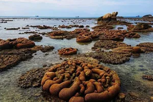 Tham quan Hòn Cau không được ảnh hưởng bãi đẻ rùa biển