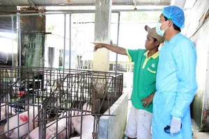 Bình Thuận xuất hiện hai ổ dịch tả heo châu Phi 