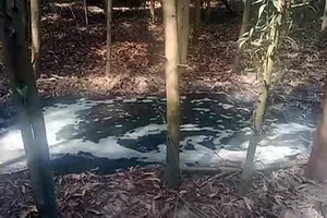 Trại heo xả thải ra nguồn cung cấp nước cho nhà máy La Gi