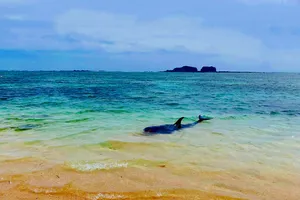 Dân tổ chức hò bá trạo để cá bà chuông về biển mà bất thành