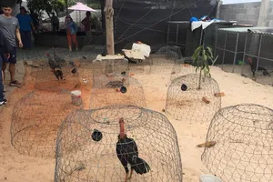 Bắt trường đá gà ăn tiền núp bóng trong quán cà phê 