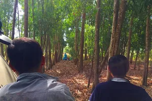 Phát hiện thi thể nữ giới phân hủy trong rừng keo