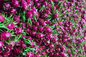 Thanh long đứt lứa, cung không đủ cầu