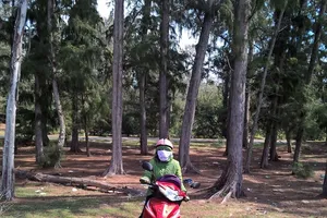 Sẽ cấp gần 15 hecta rừng phòng hộ cho một dự án du lịch 