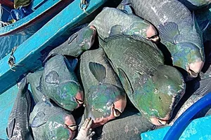 Tìm ra con tàu đánh cá đầu gù quý hiếm đưa lên Facebook