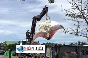 Người dân từ chối mua cá đuối khủng gần 800 kg do tâm linh