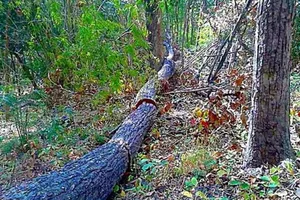 Lâm tặc triệt hạ hàng trăm cây rừng tại suối Vàng, Tà Kóu