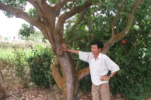 Kho báu 6 tấn vàng: Khởi động dự án 'HT'