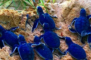 Bảo vệ nghiêm ngặt đưa 45 chú rùa tí hon về đại dương