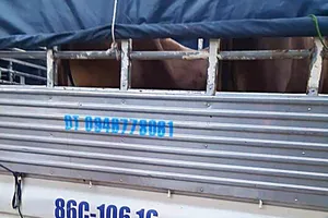 Bắt hai thanh niên dùng xe tải đi trộm bò ở Bình Thuận