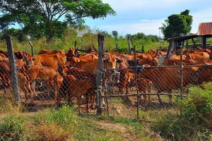 Không khởi tố hình sự vụ thiếu hụt 34 con bò 