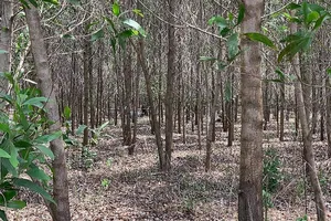 Tìm thân nhân người chết bất thường trong rừng tràm ở Bình Thuận