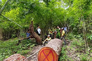 Điều tra vụ 2 cây lim xanh bị hạ tại Khu bảo tồn thiên nhiên Núi Ông