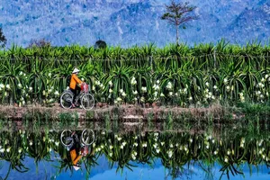 ‘Hàng ngàn ngôi sao' trong vườn thanh long lên phim của Dũng Nghệ
