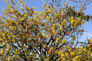 Cây mai cổ thụ hơn 100 tuổi ở Bình Thuận được trả giá gần 6 tỷ đồng