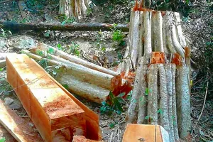 Bình Thuận xác định các điểm phá rừng, lấn đất lâm nghiệp