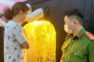 Bình Thuận: Truy tố người đàn ông Nga trồng cần sa trong phòng ngủ