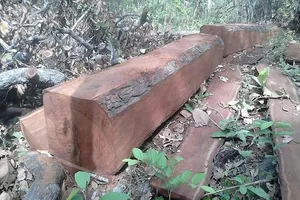 Trưởng ban quản lý rừng chỉ đạo thuộc cấp thuê lâm tặc cưa gỗ về làm nhà cho con trai