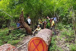 Cán bộ bảo vệ rừng có dấu hiệu liên quan vụ hai cây lim bị triệt hạ 