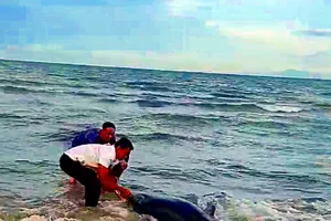 Nhóm du khách giải cứu cá heo ở bãi biển Mũi Né