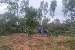 Hy hữu: Con trai cưa cây ngã trúng mẹ tử vong