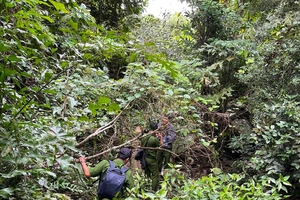 Hơn 100 cảnh sát, kiểm lâm trắng đêm tìm 1 phụ nữ mất tích trên núi Tà Cú