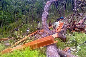 Hàng loạt kiểm lâm Bình Thuận nghỉ việc, bỏ việc trong 2 năm qua