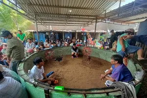 Triệt phá một trường gà khủng, tạm giữ 60 đối tượng tại thành phố Phan Thiết