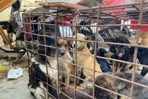 Bình Thuận: Bắt nhóm trộm chó bằng ô tô, công an tìm chủ vật nuôi đến nhận