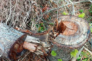 Chuyển công an điều tra vụ phá rừng tại Khu Bảo tồn thiên nhiên Tà Cú