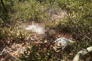 Phát hiện thi thể không nguyên vẹn 1 phụ nữ 30-40 tuổi trong rừng 