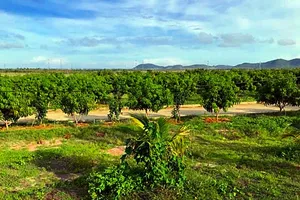 Bình Thuận cảnh cáo nguyên chủ tịch huyện do cấp đất trái pháp luật