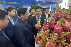 Mỗi tháng thanh long Bình Thuận xuất khẩu sang Mỹ, Nhật 150 tấn