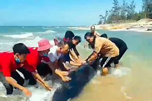 Du khách cùng người dân cứu cá voi lưng gù mắc cạn trên bãi biển