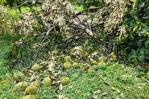 Mưa lớn kèm gió lốc, hơn 1.000 tấn sầu riêng bị rụng hư hỏng hoàn toàn