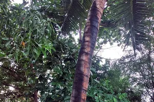 Đang ngồi uống trà với bạn, người đàn ông bị sét đánh tử vong