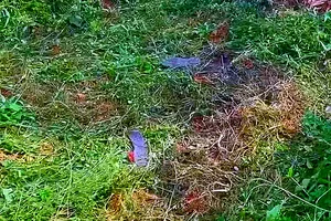 Điều tra người đàn ông tử vong trong vườn với vết thương sâu ở đùi