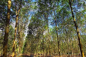  Làm rõ việc trồng 700 ha cao su khi chưa có quyết định cho thuê đất tại Bình Thuận